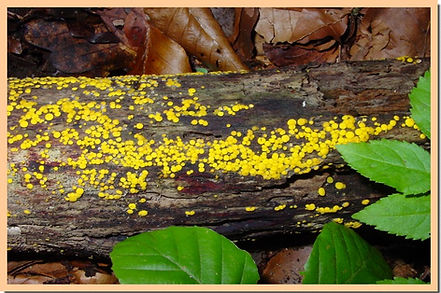 Bisporella_citrina.jpg