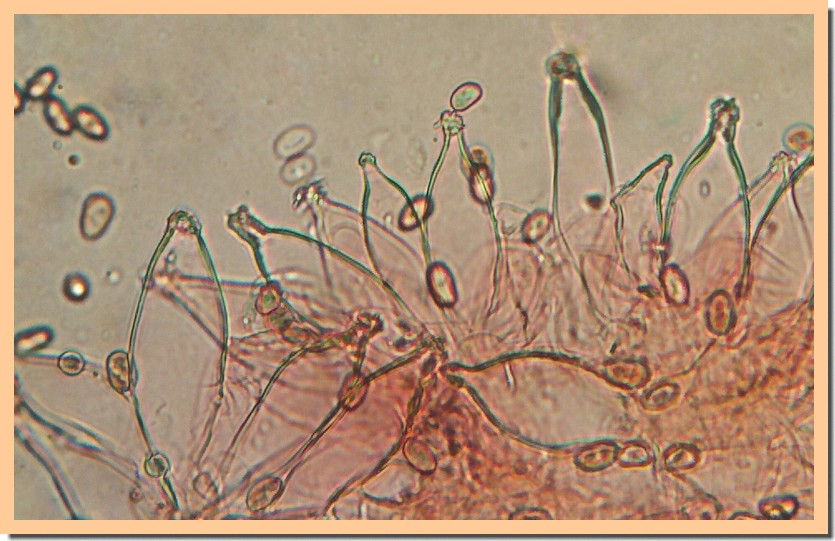 Psathyrella_sarcocephala_mycro.jpg