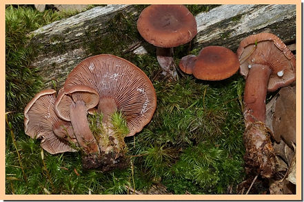 lactarius camphoratus 14.jpg