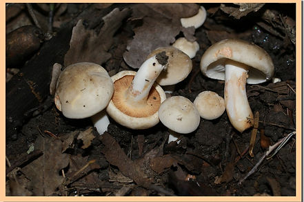 lactarius azonites.jpg