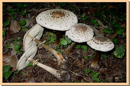 Macrolepiota_rhacodes.jpg