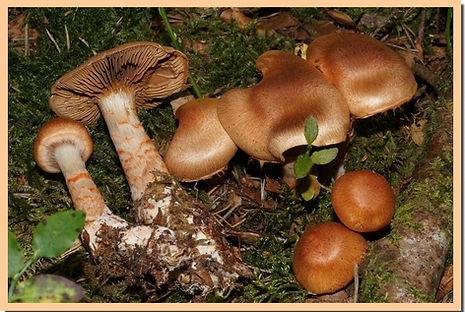 Cortinarius_armilatus.jpg
