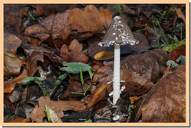 Coprinus_picaceus_2.jpg