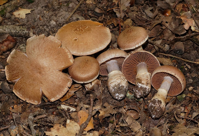 Cortinarius_torvus_2.jpg