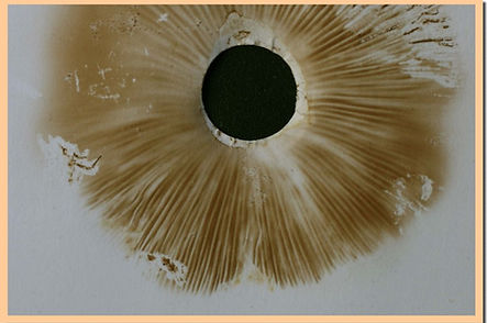Psathyrella_melanthina_sporee.jpg