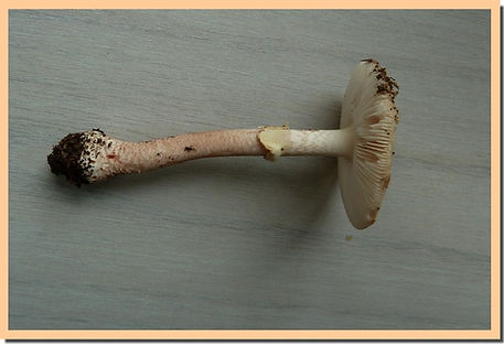Amanite_rougissante_5.jpg
