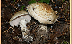 Agaric_auguste_3.jpg