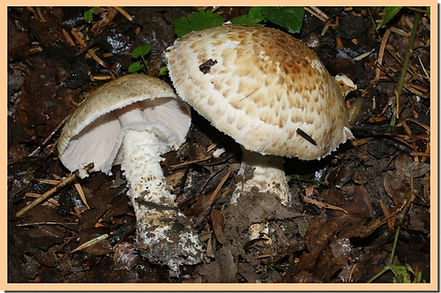 Agaric_auguste_3.jpg
