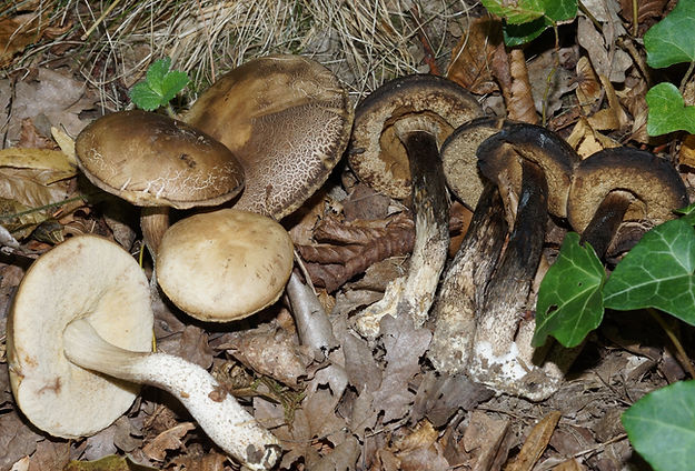 leccinum carpini 26.JPG