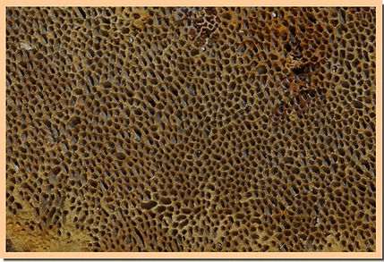 Gloeophyllum_odoratum_pores.jpg