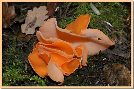 Aleuria_aurantia.jpg