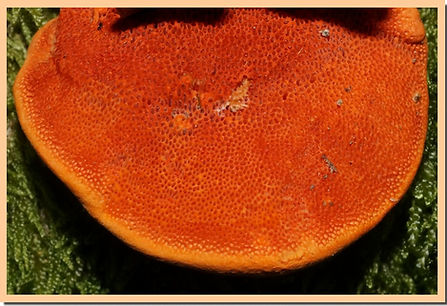 Pycnoporus_cinnabarinus_pores.jpg