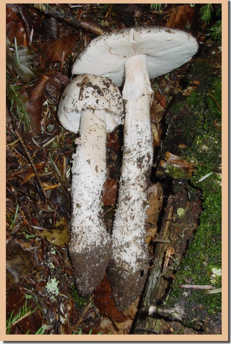 Amanite_epaisse_4.jpg