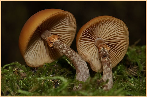 Galere_lisse_3.jpg