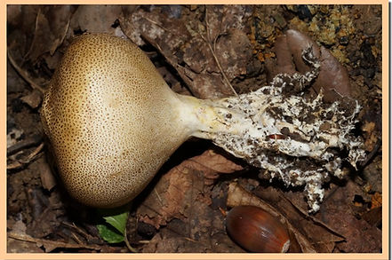 Scleroderma_verrucosum_2.jpg