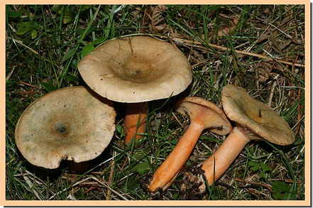 Lactarius_deterrimus.jpg