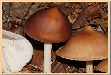 Collybia_distorta_2.jpg