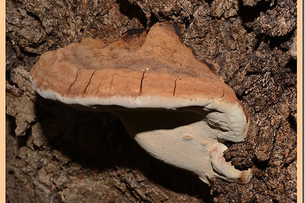 Ganoderma_adspersum.jpg