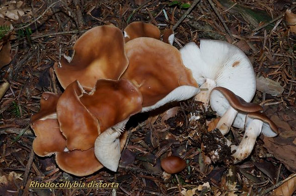 Rhodocollybia distorta 2.jpg