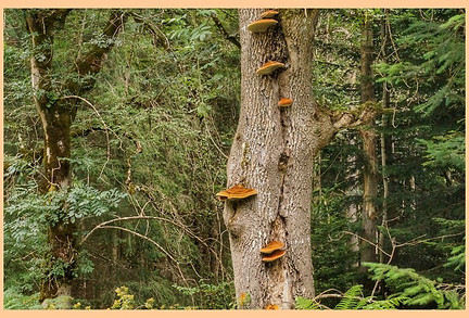 Polypore_herisse.jpg