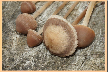 Panaeolus_foenisecii.jpg