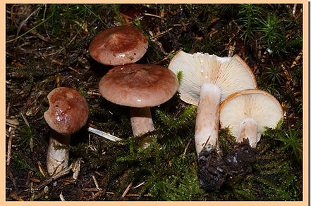 lactarius rufus 17.jpg