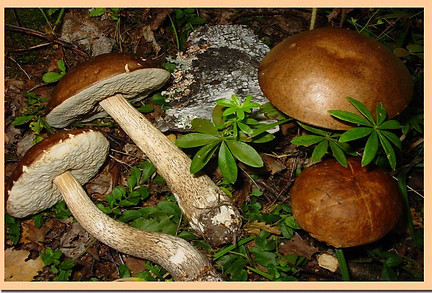 Leccinum_scabrum.jpg