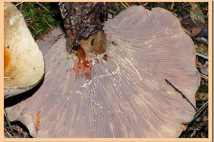 Lactarius_semisanguifluus_lames.jpg