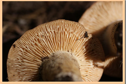 lactarius roseozonatus lames.jpg