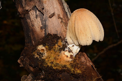 Coprinellus_domesticus.jpg