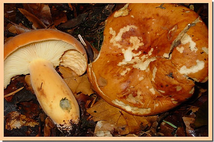 lactarius volemus.jpg