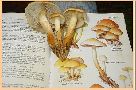 Hypholoma_capnoides_2.jpg