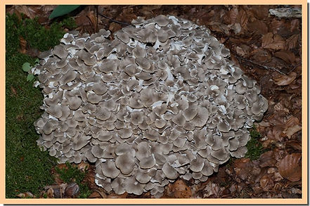 Polypore en ombelle.jpg
