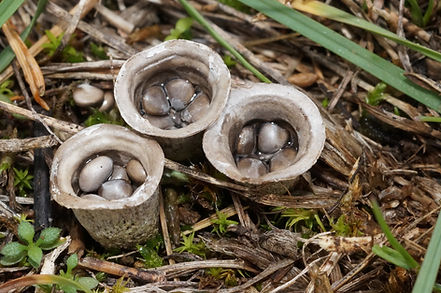 Cyathus_olla.jpg