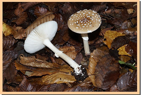 Amanite_panthere_3.jpg