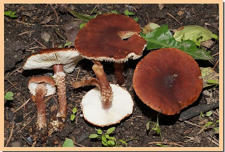 Cystoderma_granulosum.jpg