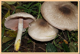 Agaric_jaunissant_4.jpg
