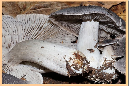 Tricholoma_sciodes_2.jpg
