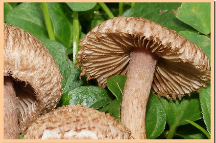 Inocybe_hystrix_2.jpg