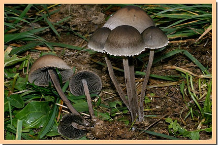 Panaeolus_sphinctrinus.jpg