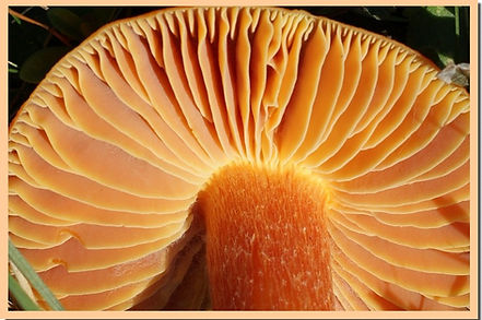 Hygrocybe_punicea_3.jpg