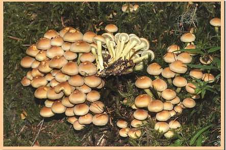 Hypholoma_fasciculare.jpg