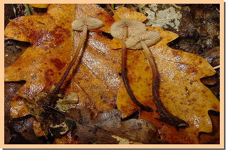 Marasmius_prasiosmus.jpg
