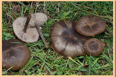 Entoloma_sericeum_4.jpg