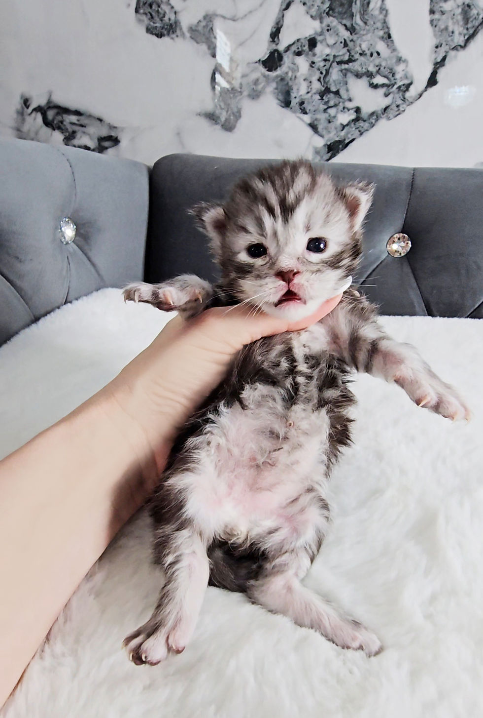 Maine Coon Kitten