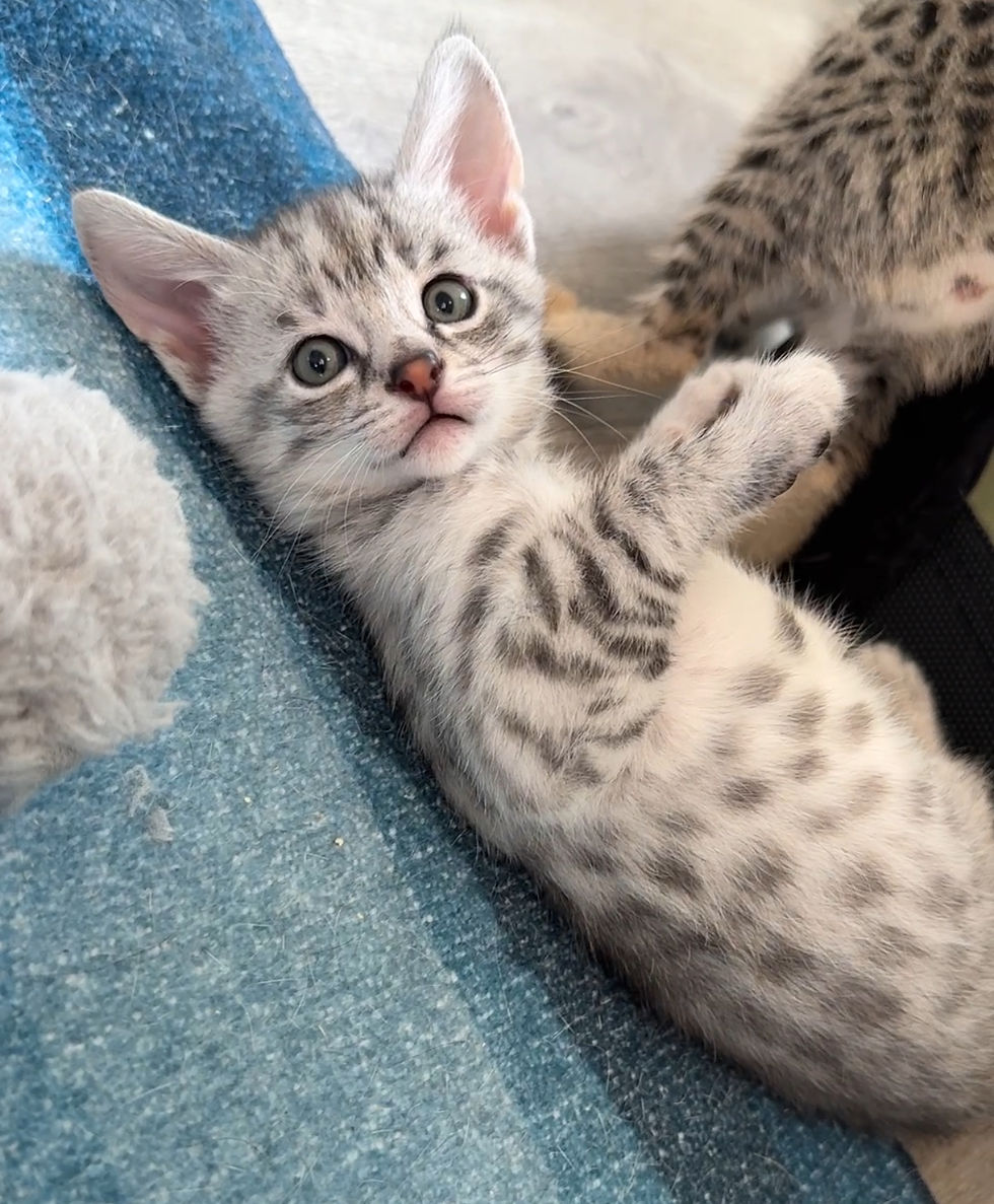 Silver F2 Savannah Kitten