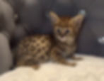 F1 Savannah Kitten