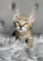 Female F2 Savannah Kitten