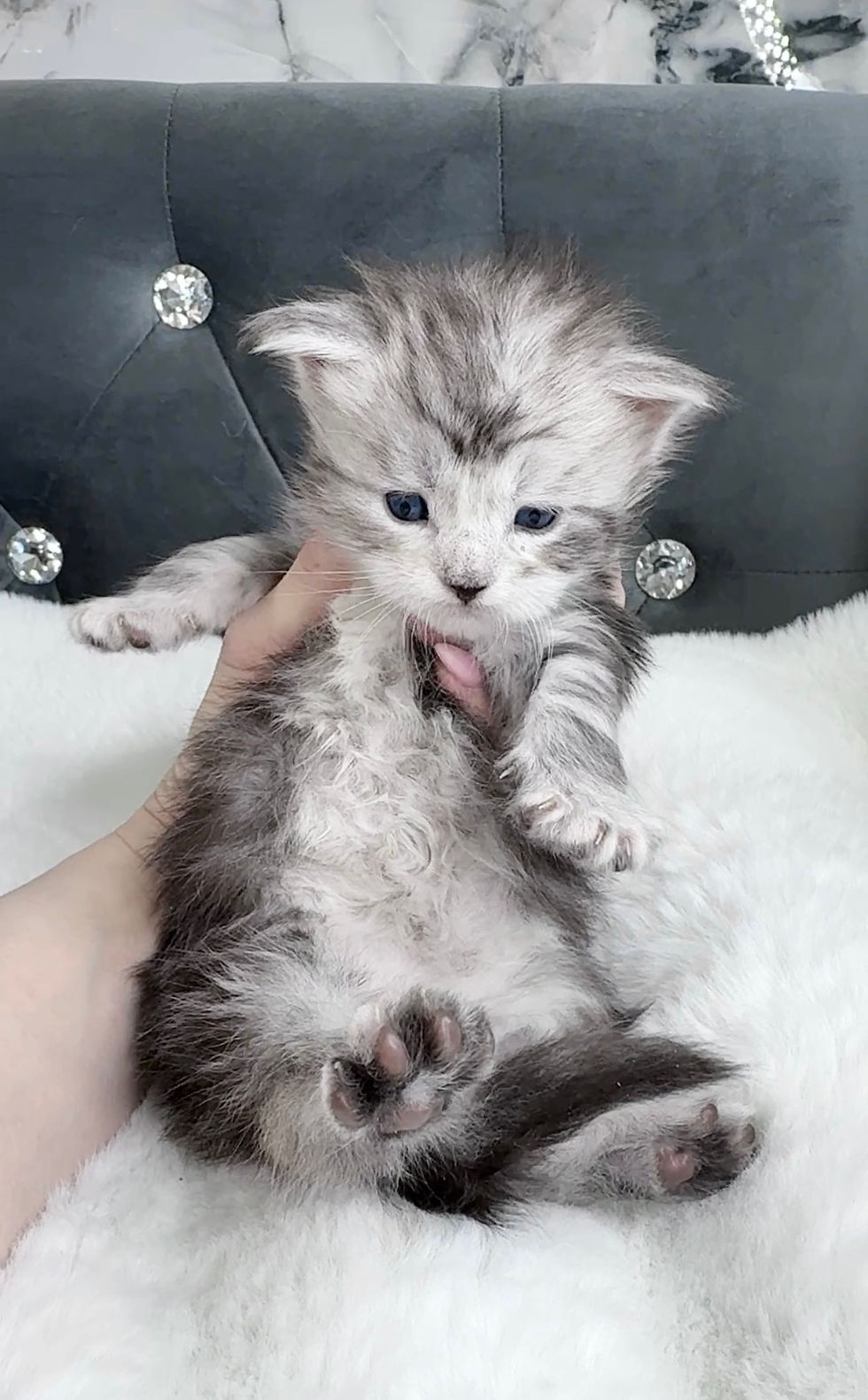 Maine Coon Kitten