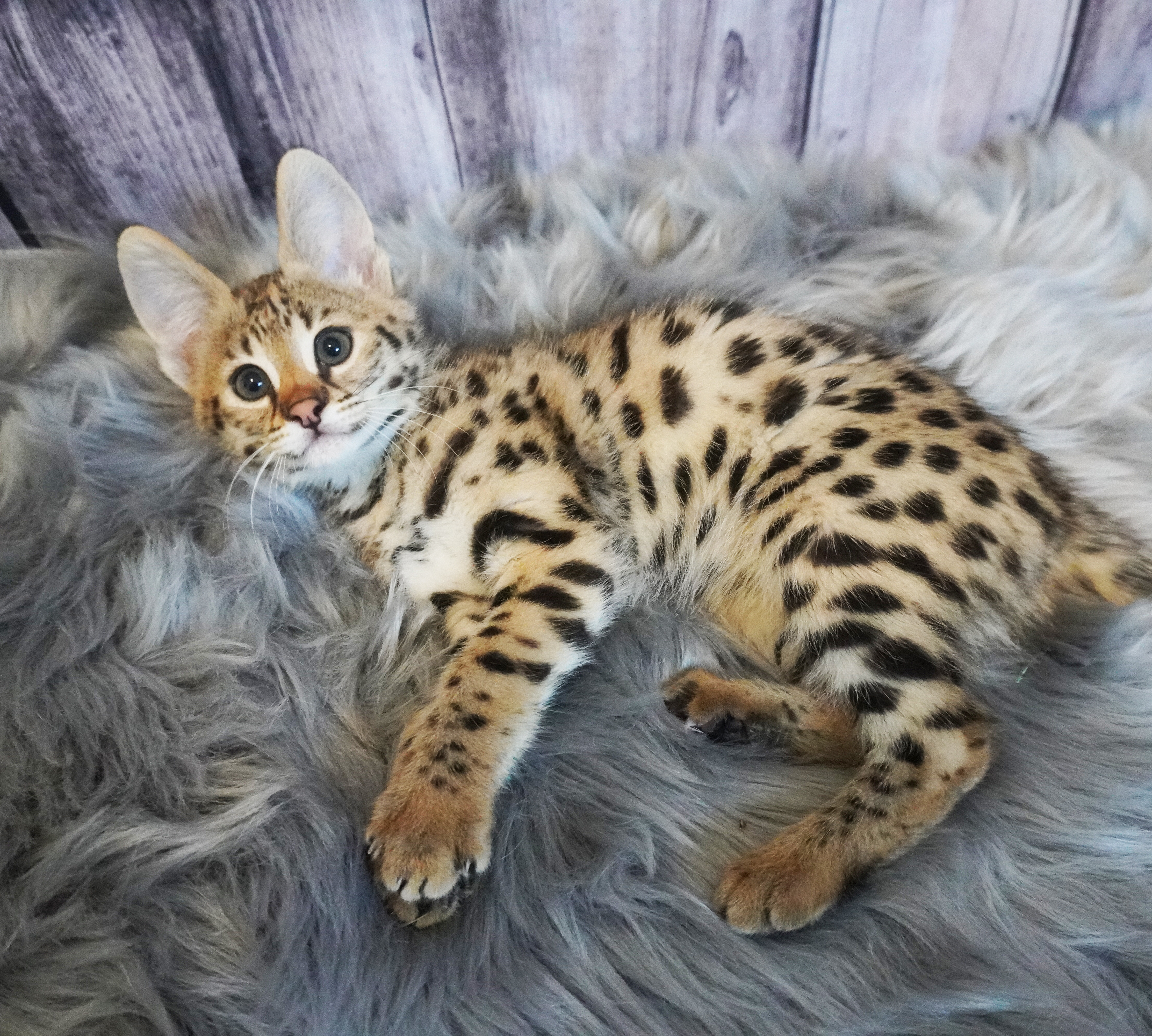 AVAILABLE KITTENS | Luxury Savannahs | United States